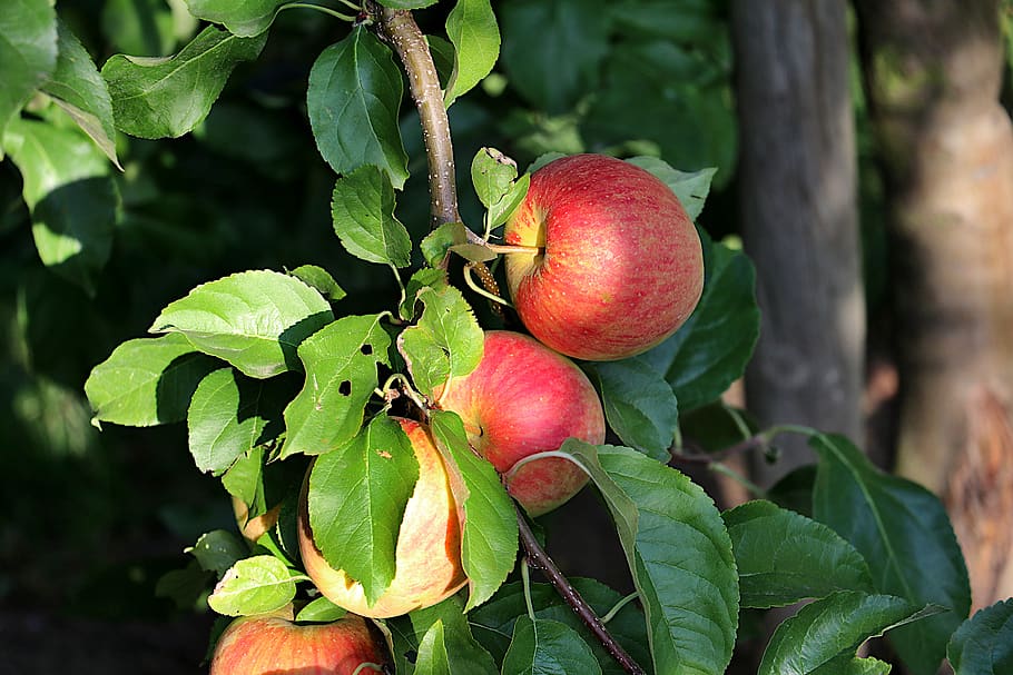 apple tree, orchard, ripe, fruit, red, fruits, bergisches land, nutrition, vitamins, nature
