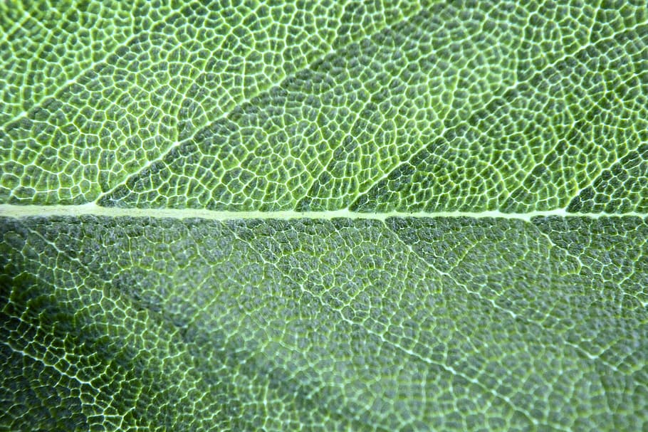 chlorophyll, basil, leaf, macro, spice, green, backgrounds, full frame, green color, close-up