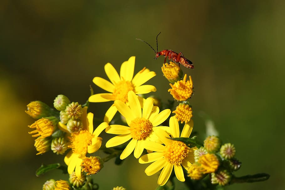 テレフォアの子鹿 黄色い花 昆虫 開花植物 花 動物のテーマ 動物 野生動物 無脊椎動物 脆弱性 Pxfuel