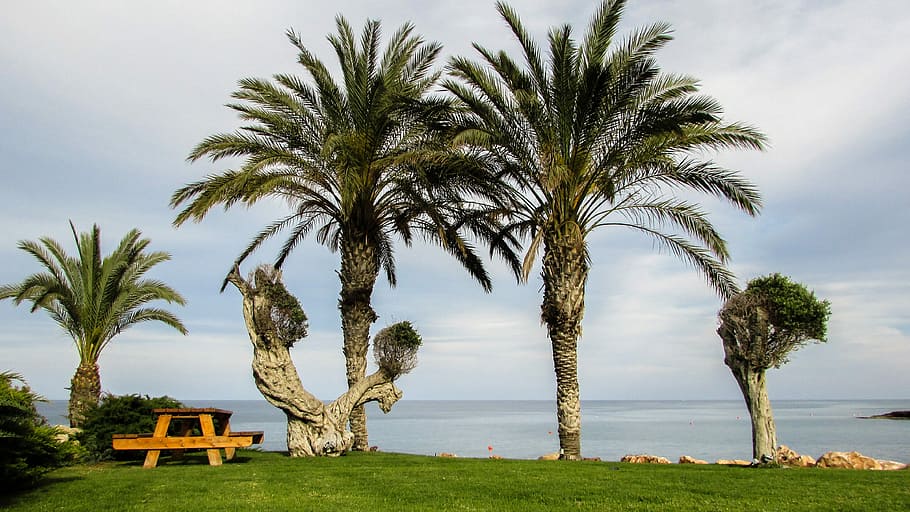 Jardim, Hotel, Resort, Turismo, Chipre, protaras, palmeira, árvore, dia, ninguém
