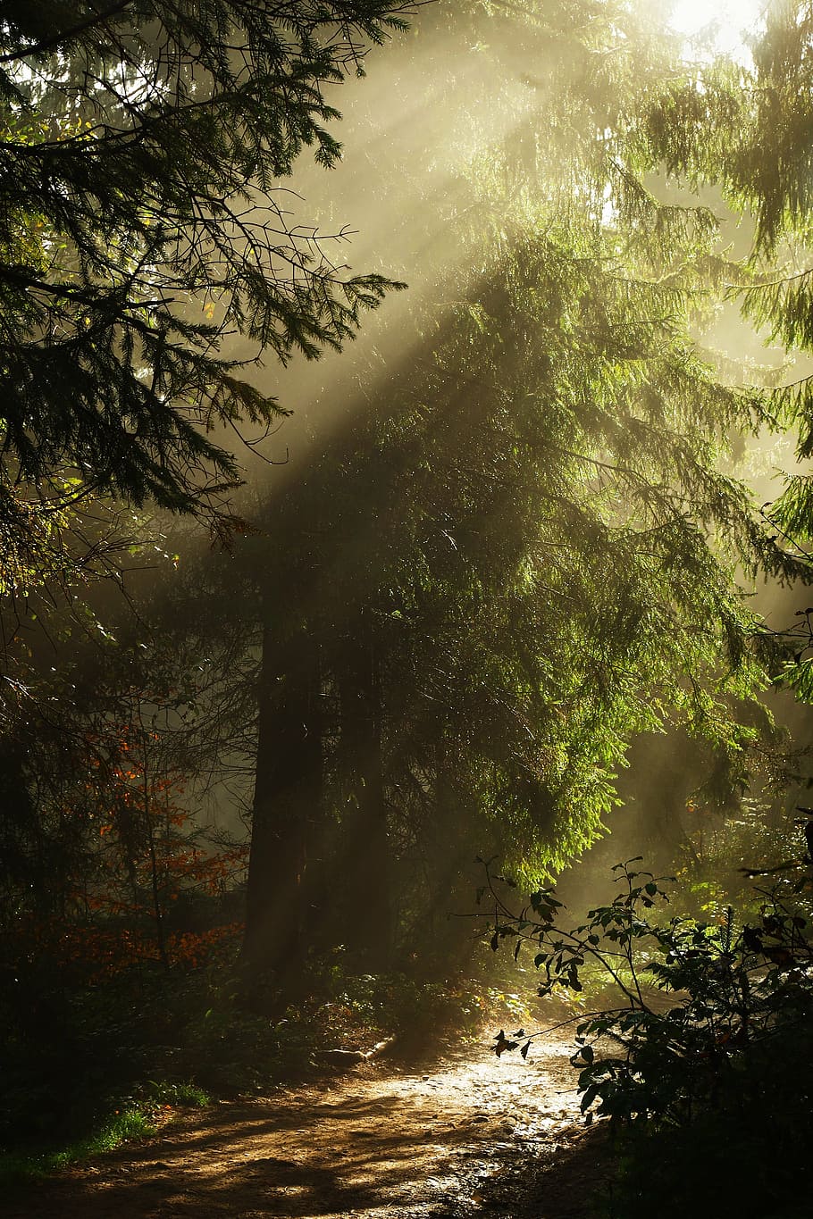 sunlight, green, leafed, trees, forest, the fog, the sun, the rays, mountains, trail