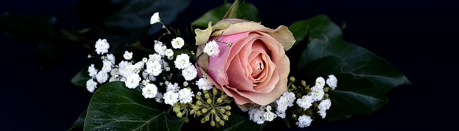 pink, rose, flower, baby, breath flowers, blossom, bloom, rose bloom, gypsophila, romantic