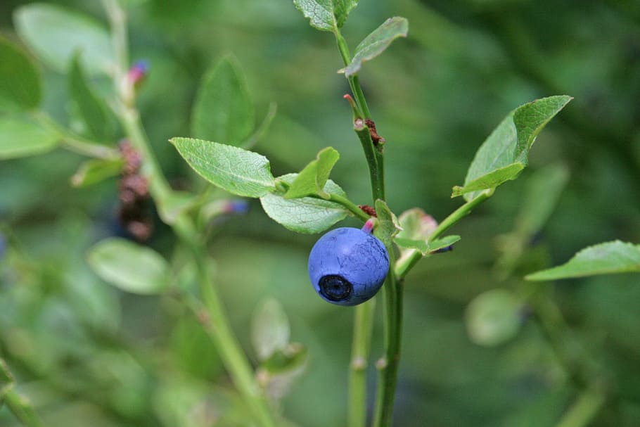 Blueberry, Makro, Berry, Tanaman, biru, alam, hutan, beri, violet, tanaman hutan