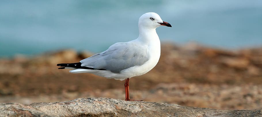 seletiva, fotografia de foco, gaivota de bico vermelho, branco, cinza, gaivota, terreno, dia, pomba, pássaro