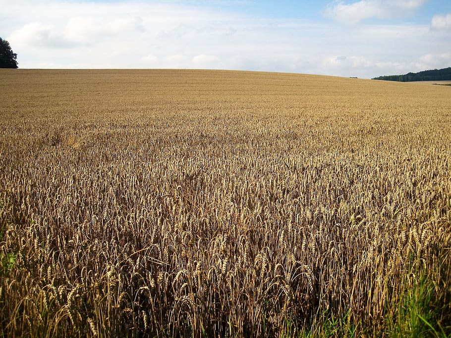 wheat field, late summer, cornfield, cereals, golden yellow, agriculture, grain, field, nature, rural