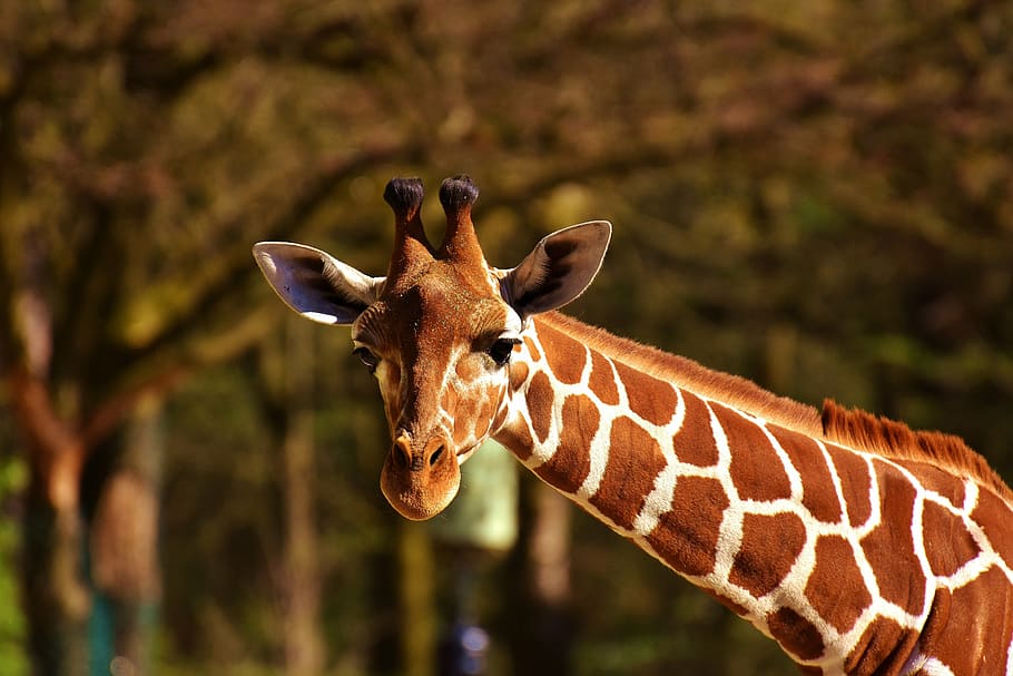 giraffe, daytime, wild animal, stains, long jibe, animals, africa, zoo, mammal, head