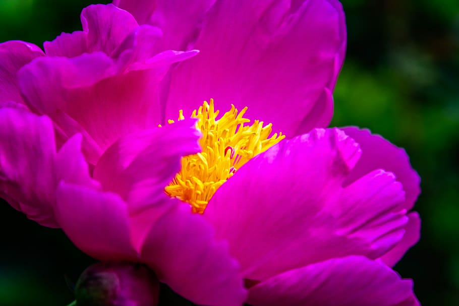 ピンクの牡丹の花, 花, 牡丹, 春, ピンク, 自然, フラワーガーデン, 植物, 庭, 開花植物