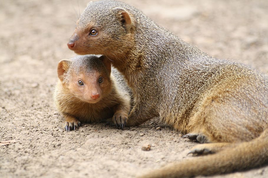 Mongoose, Animal, Africa, animals in the wild, two animals, animal wildlife, animal themes, mammal, group of animals, togetherness