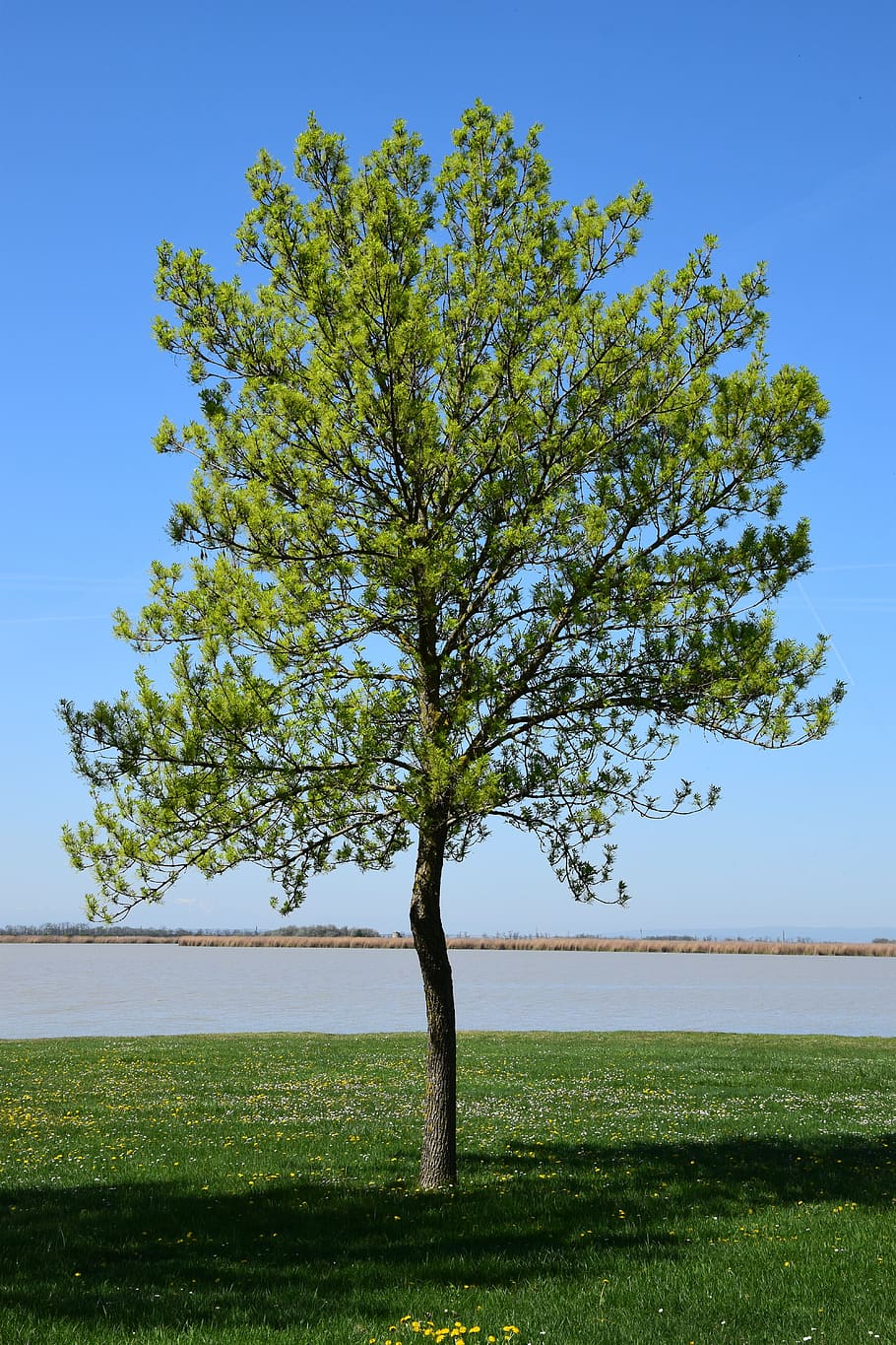 single tree on the zicksee, deciduous tree, a tree, zicksee, spring, lake, loneliness, blue, green, plant