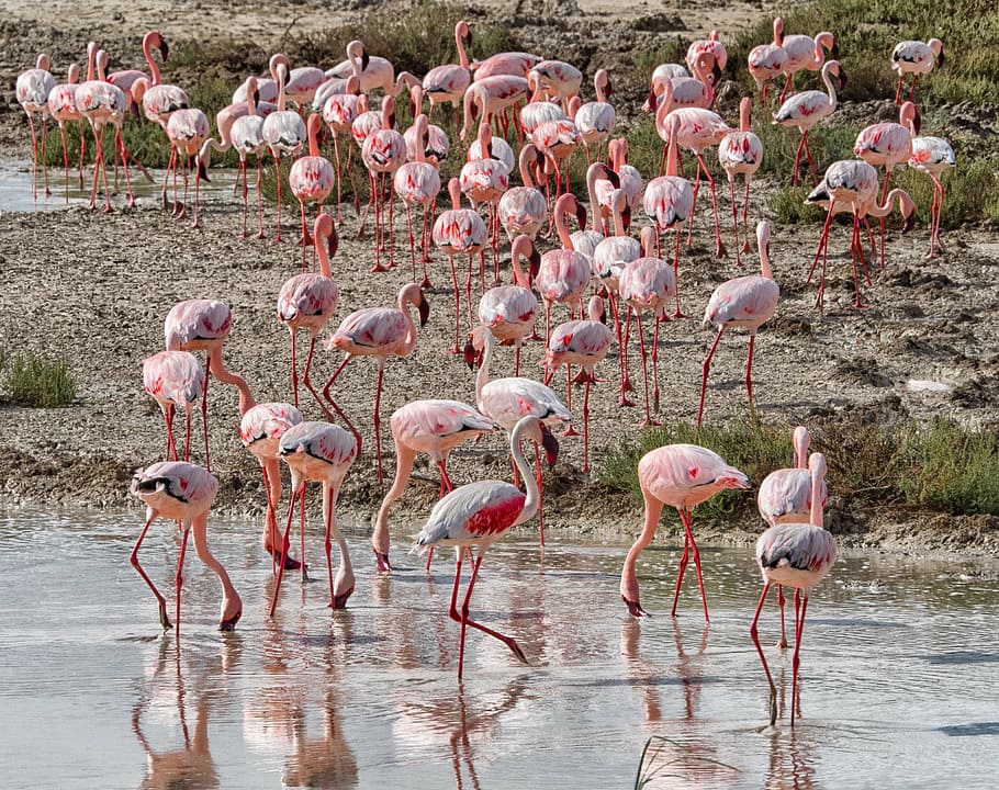 flamingo, shallow, water, bird, pink, flock, namibia, animal, group of animals, large group of animals