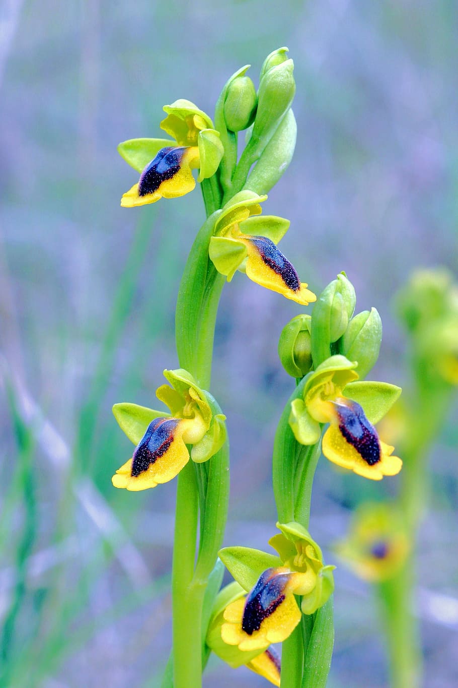 Ophrys Lutea, Orchid, clape, nature, plant, flower, green Color, close-up, growth, blue