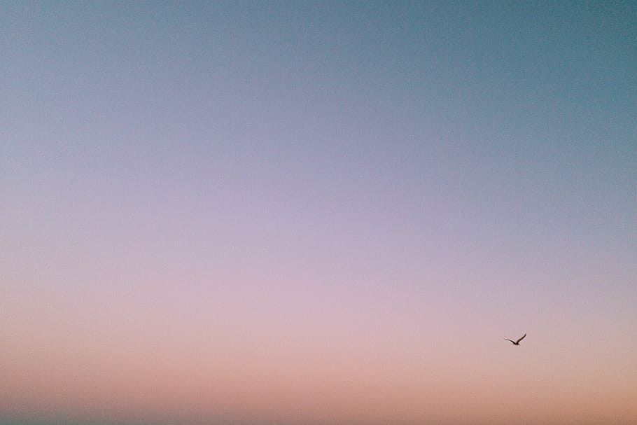 写真, 鳥, 飛行, 青, 空, 正午, 日没, 紫, ピンク, 飛行機