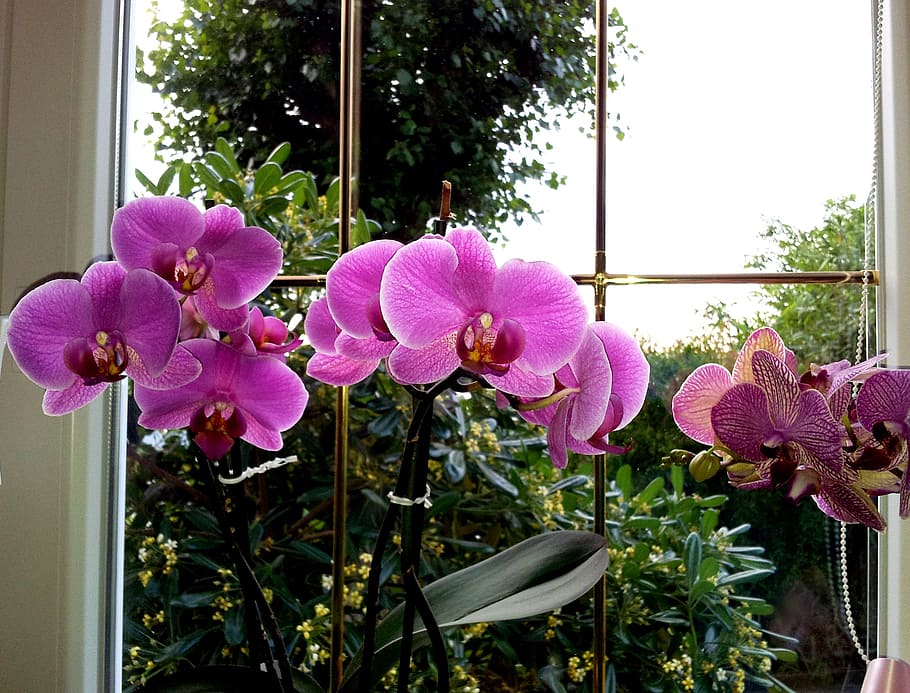 orquídea, flor, rosa, fúcsia, cor, janela, folhas, natureza, planta, jardim