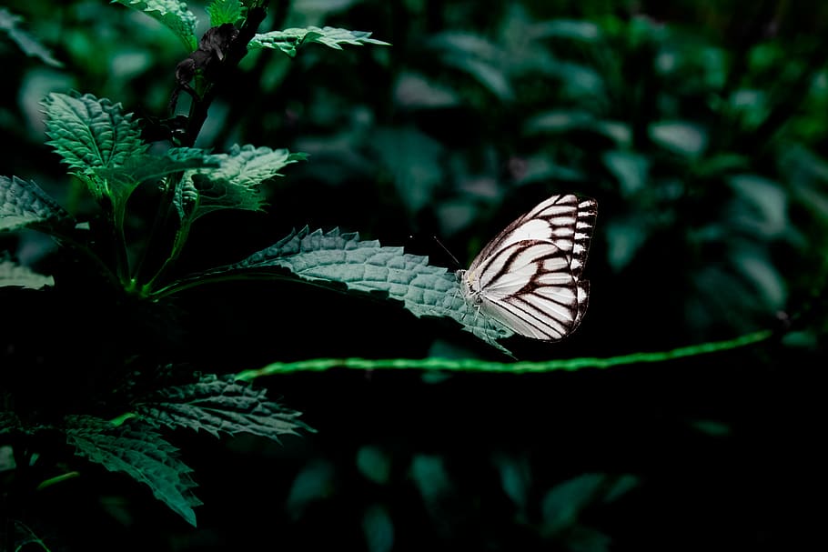 white, black, butterfly perching, green, leaf plant, brown, butterfly, plants, leaves, nature