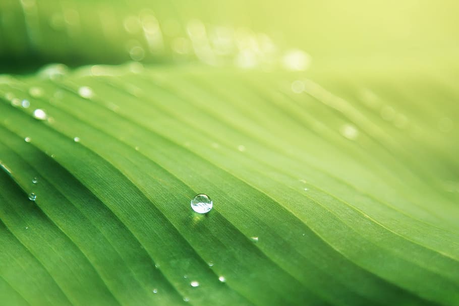 dew, green, leaf, nature, water, droplets, drop, green Color, plant, macro