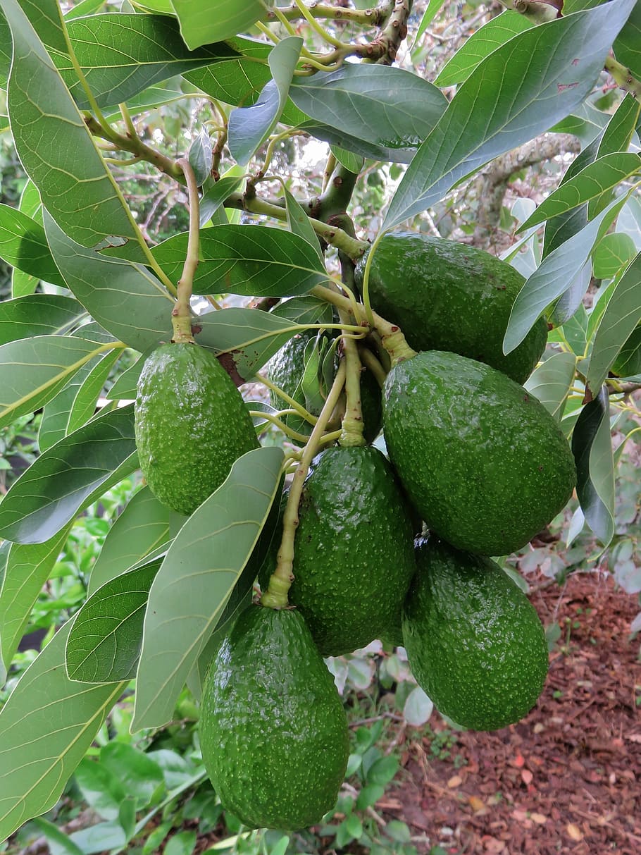 avocado, fruit, tree, green, organic, natural, food and drink, leaf, plant part, green color