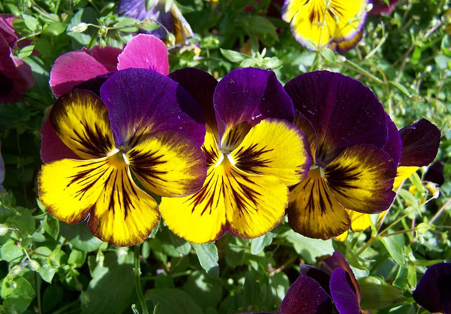 purple and yellow pansy, flower garden, spring, flower, flowering plant, plant, fragility, vulnerability, freshness, petal