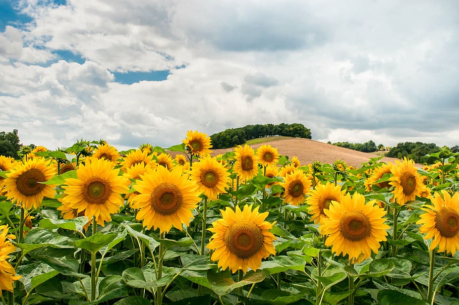 foto, kuning, bidang bunga matahari, bunga matahari, bidang, siang hari, bunga, taman, alam, langit