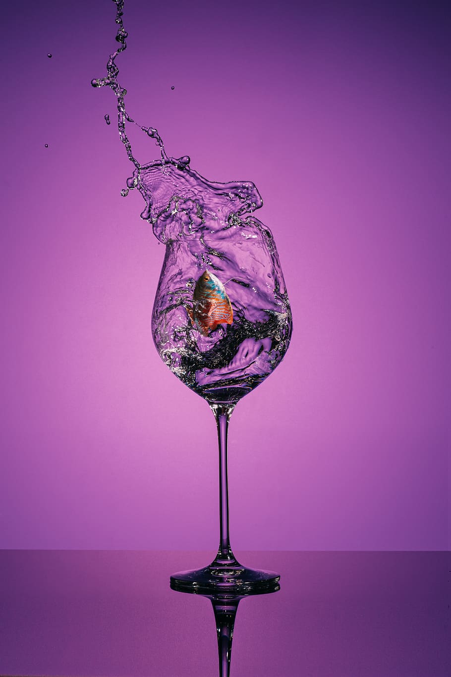 wine glass, wine, glass, fish, violet, pupple, studio shot, indoors, colored background, purple