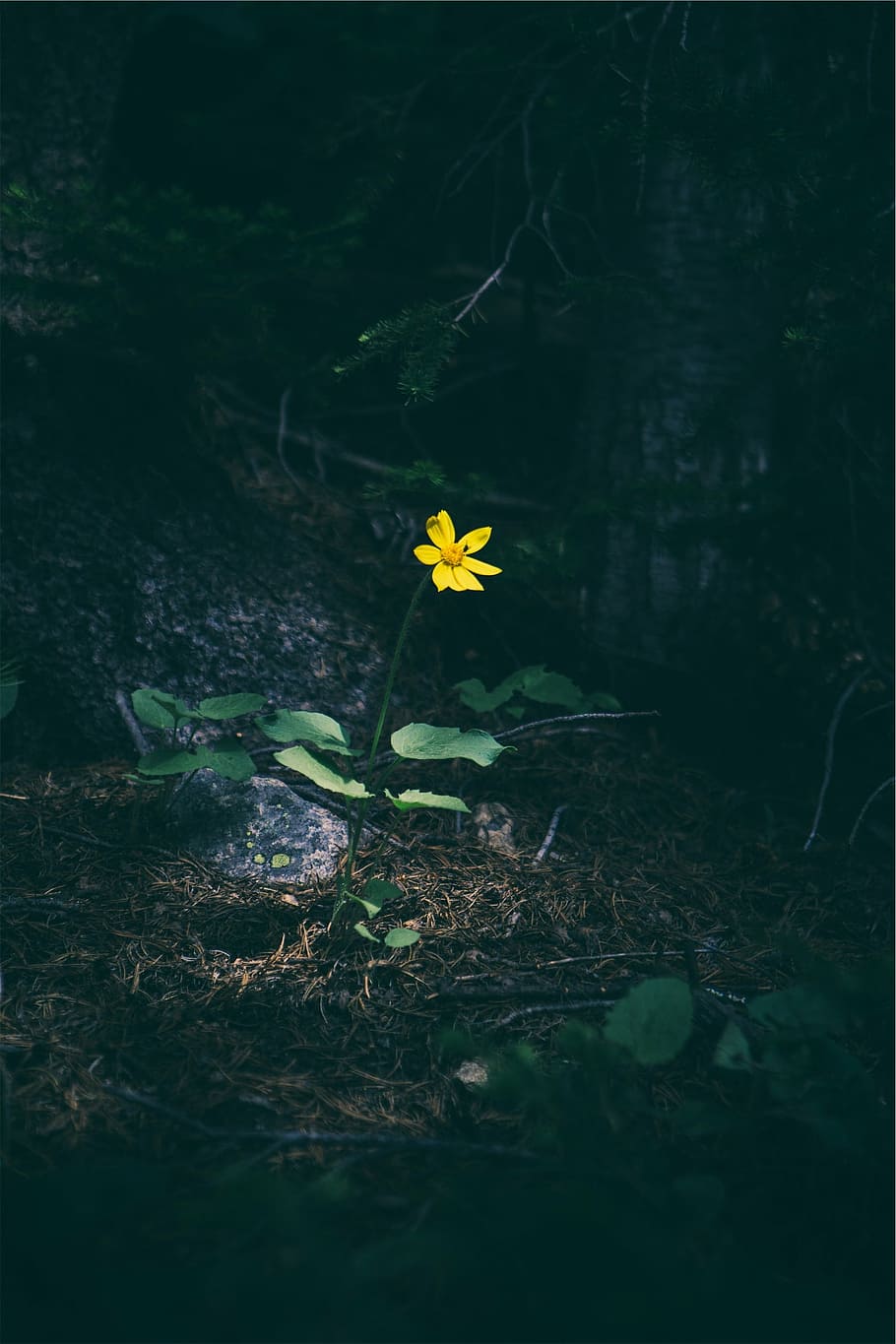 selective, focus photography, yellow, flower, focus, photography, daisy, forest, woods, nature