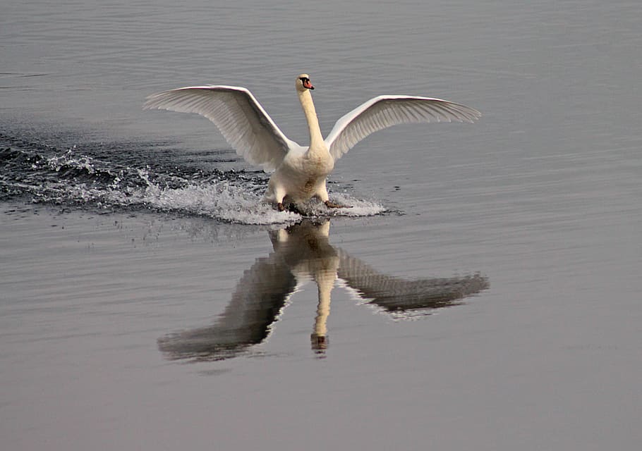 white, swan, body, water, water bird, lake, landing, wing, swans, nature