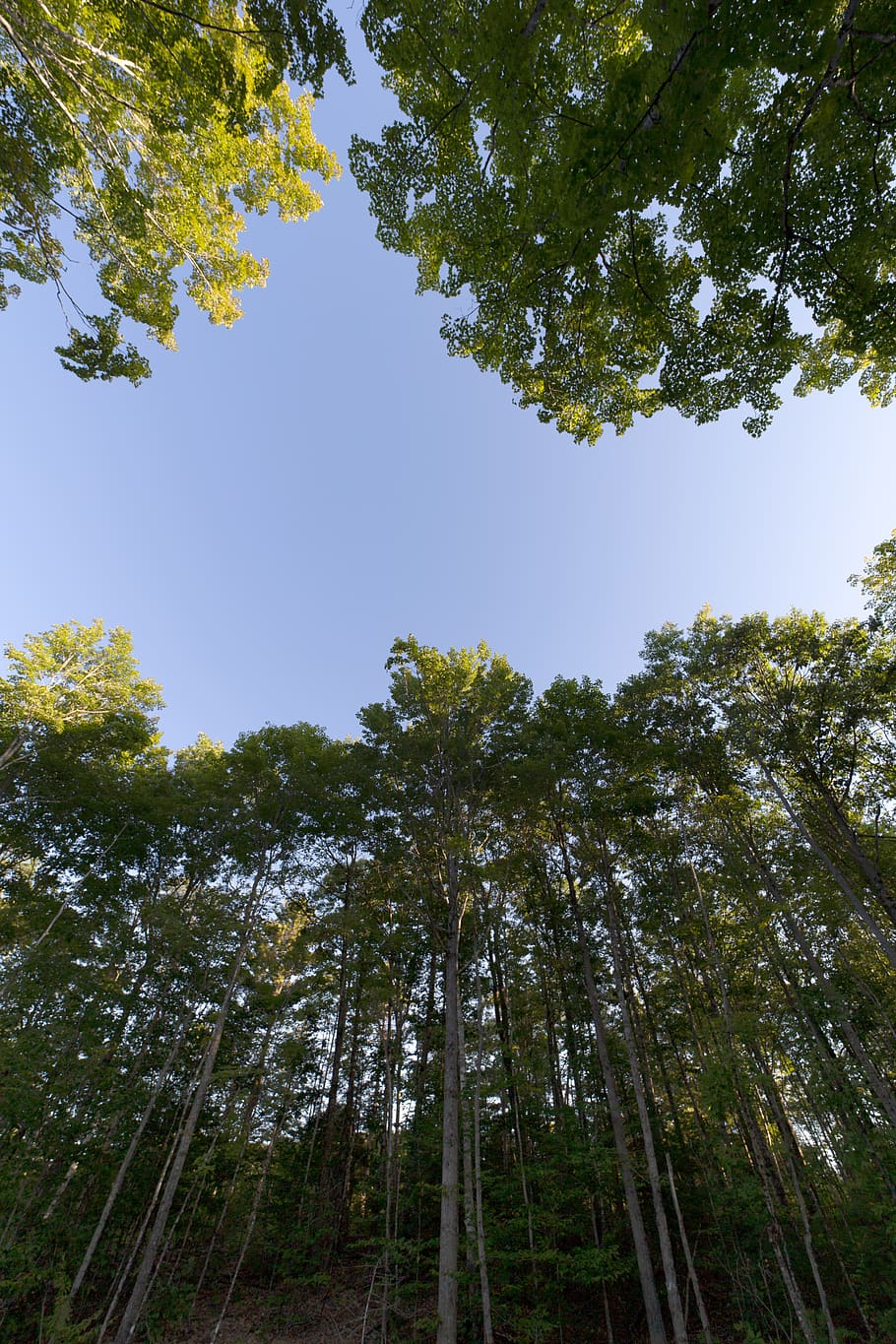 forest, sky, view, tall, trees, nature, growth, green, outdoors, landscape