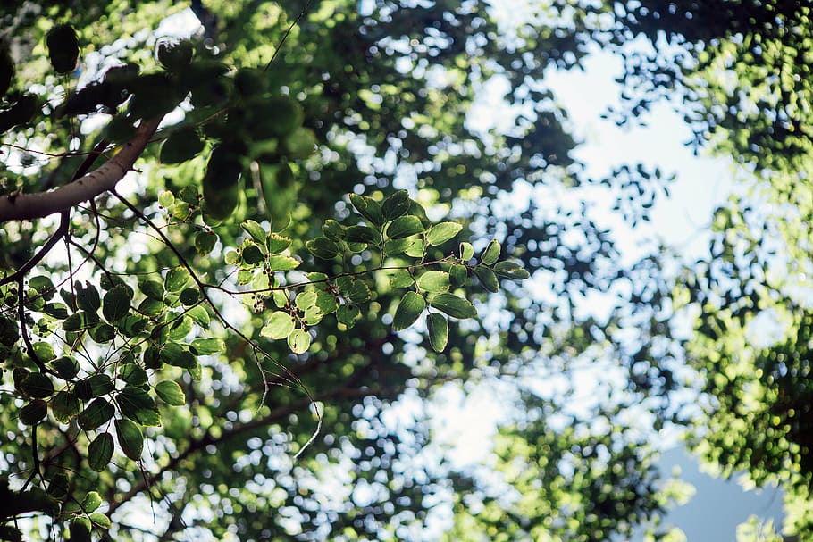 selective, focus photography, green, leafed, tree, leaf, plant, nature, bokeh, sky