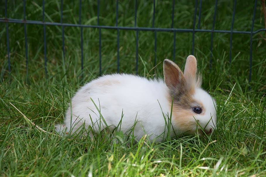 dwarf rabbit, rabbit, hare, cute, dwarf bunny, easter bunny, long eared,  ears, easter, rodent | Pxfuel