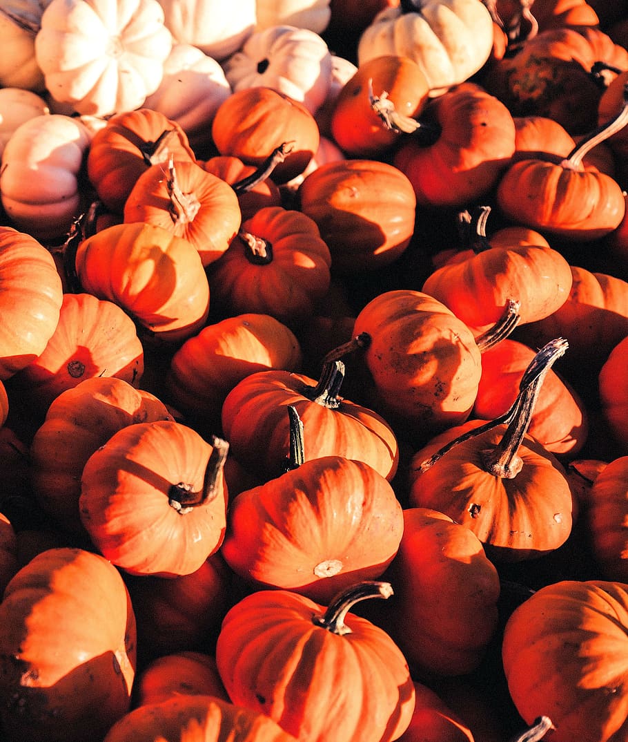 pumpkin, pumpkins, orange, white, halloween, autumn, decoration, vegetables, season, market