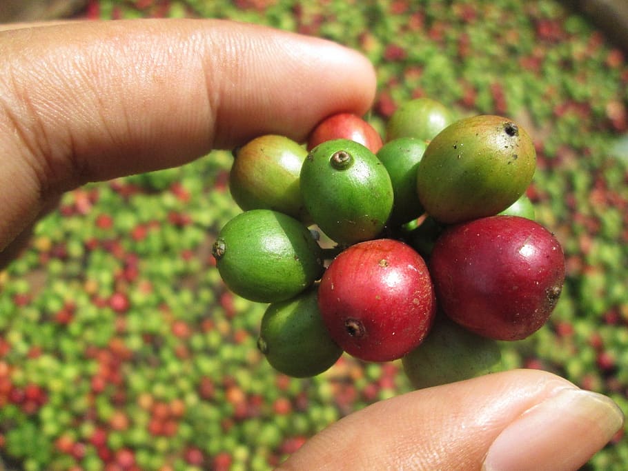 red, gree nfruits, coffee bean, coffee, young coffee, coffee fruit, human hand, hand, human body part, healthy eating