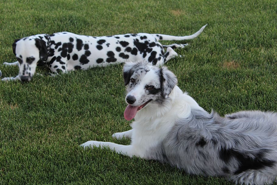 dog, dalmatian, pet, pedigree, breed, domestic, canine, purebred, outdoors, mammal