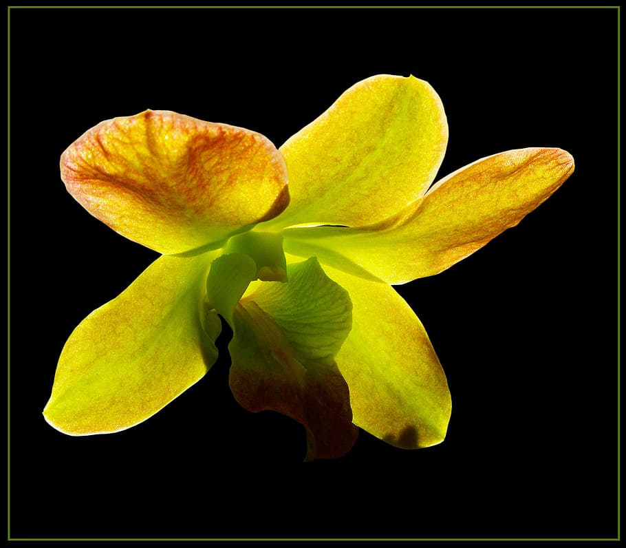 orchid, blossom, bloom, flower, yellow green, beauty in nature, studio shot, close-up, flowering plant, black background