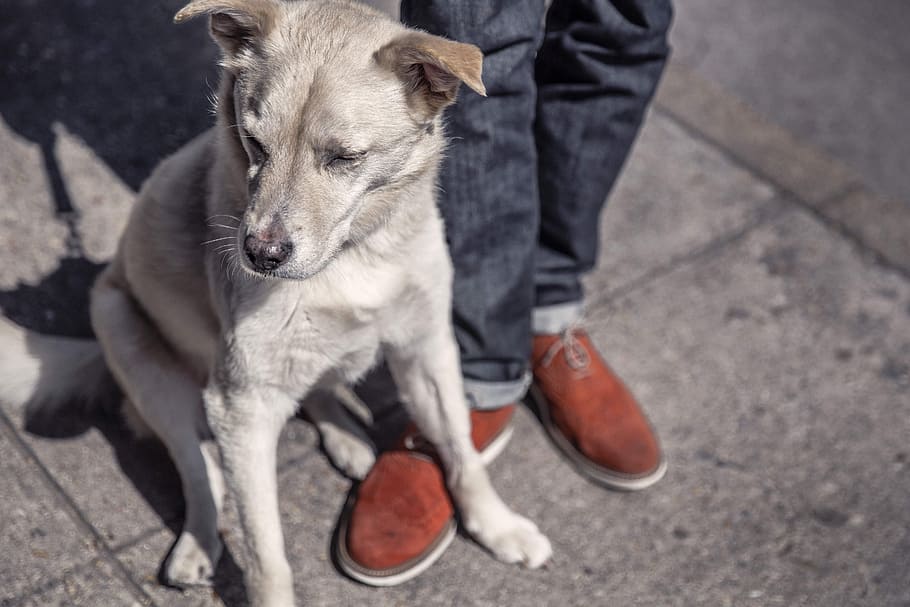 white, smooth, coated, dog, sitting, person, animals, urban, lazy, shoes