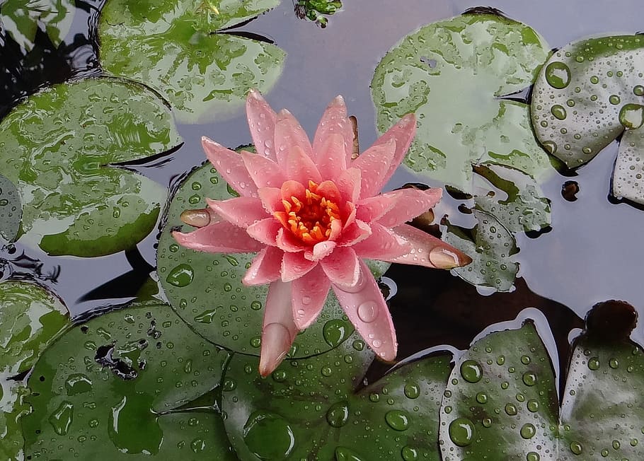 water lily, lily, flower, nymphaeaceae, rain soaked, madikeri, india, water, plant, flowering plant