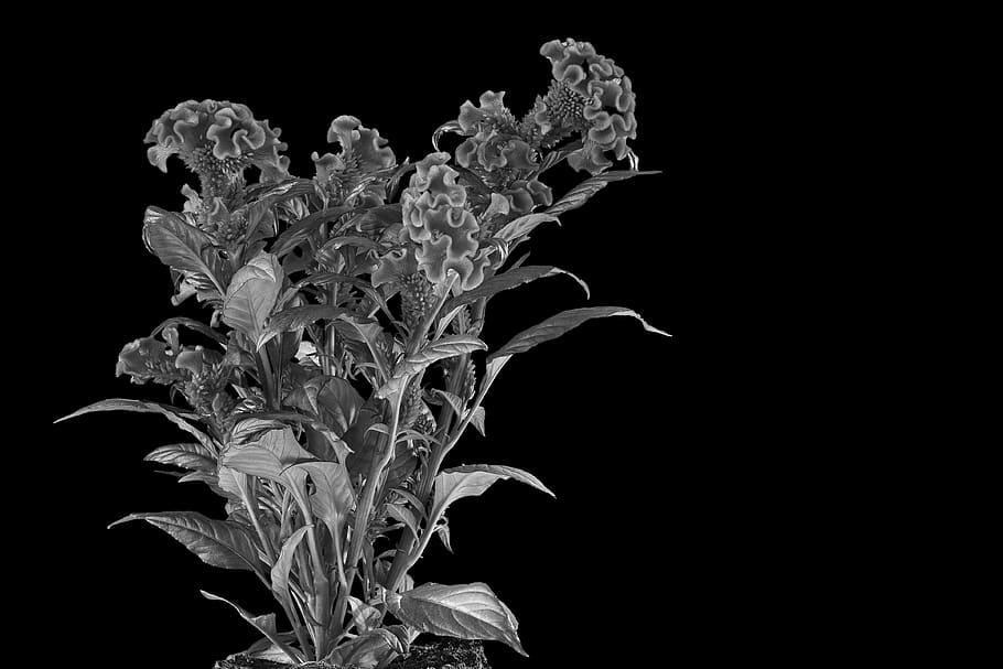 spring bush, fire-crested, black and white, houseplant, ornamental flower, ornamental plant, balcony plant, black background, studio shot, indoors