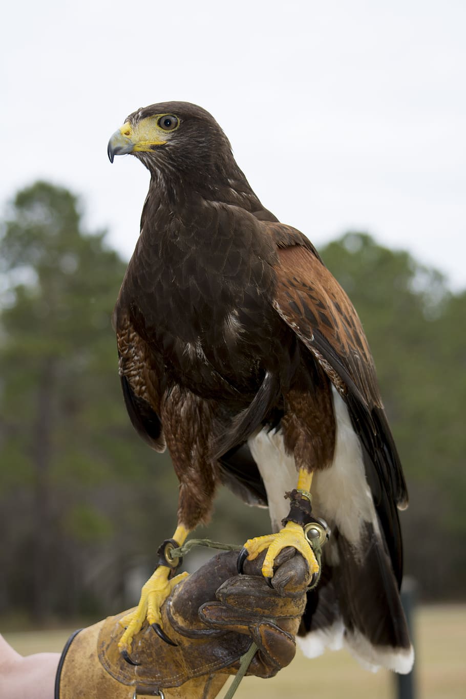hawk, harris's hawk, raptor, bird, falconry, eagle, predator, wildlife, nature, talons
