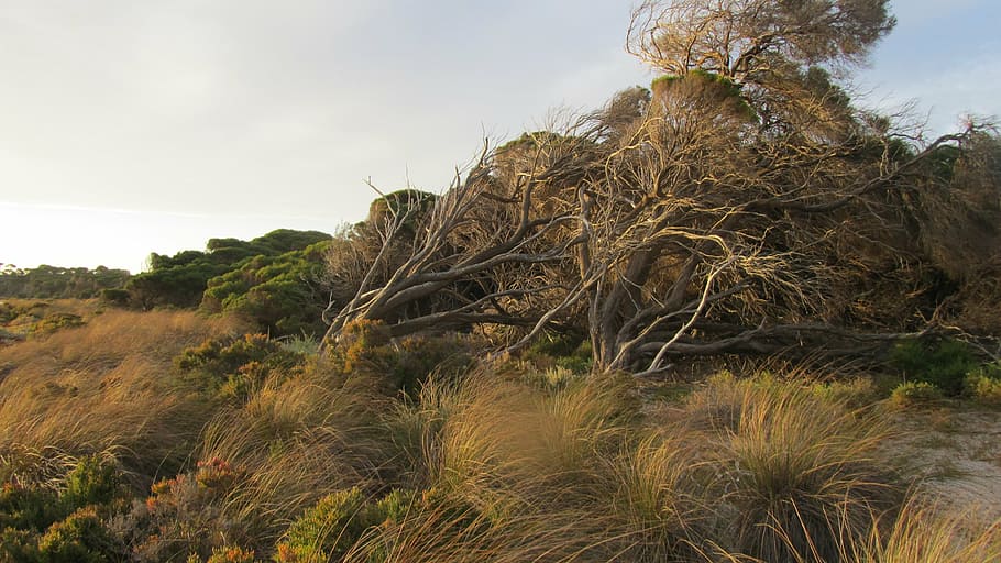 foto da paisagem, árvores, ilha de rottnest, ilha, austrália, resistiu, entrada, austrália ocidental, escova, varrida pelo vento