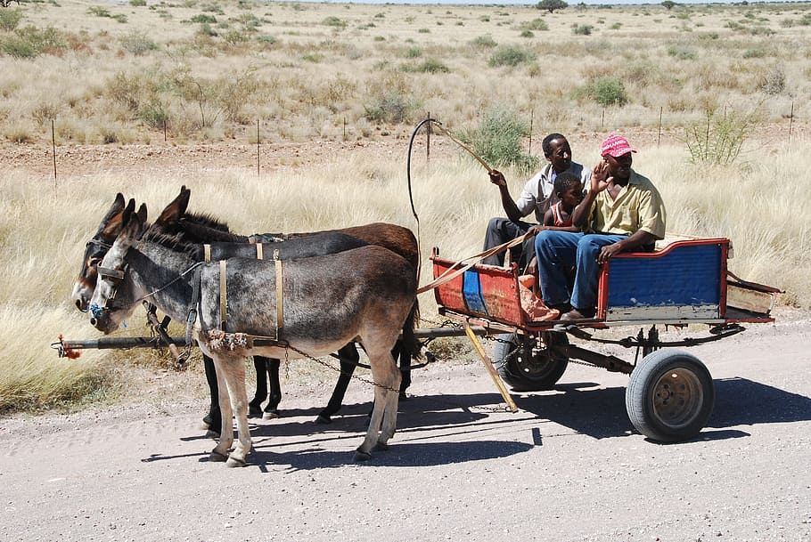 blue, orange, horse carriage, two, people, riding, cart, donkey cart, donkey, coach