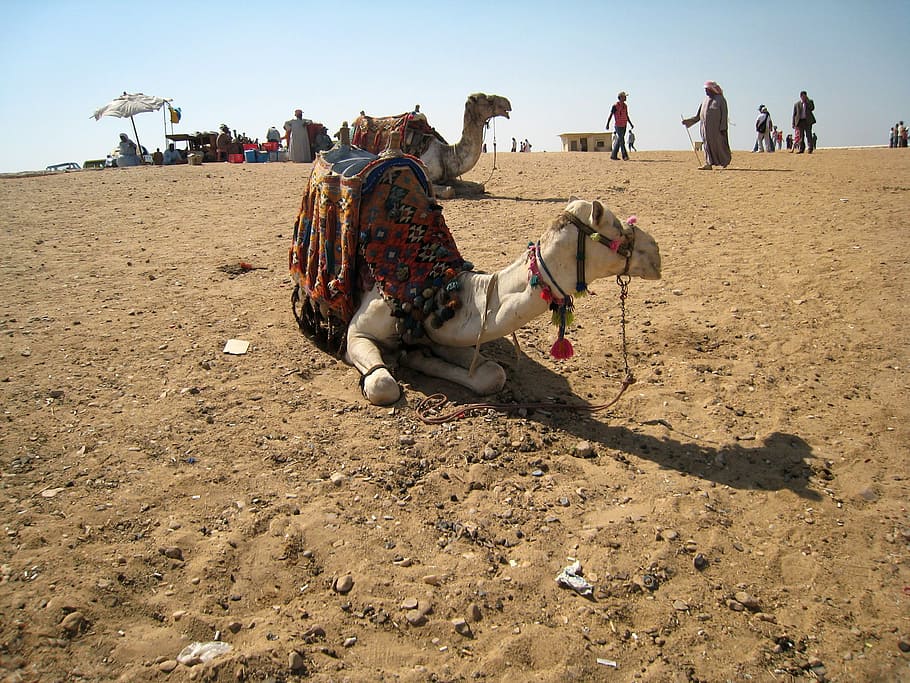 giza, Camel, Desert, Egypt, animal, photos, people, public domain, sands, traders