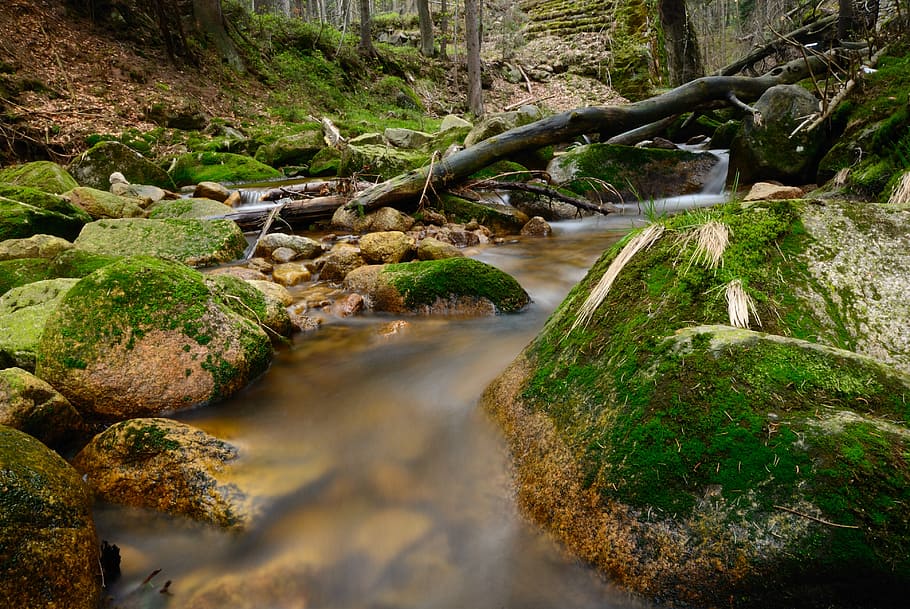 stream, torrent, forest, landscape, nature, brook, wet, liquid, tree, plant