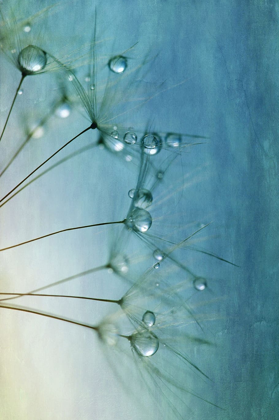 closeup, photography, white, dandelions, dewdrops, dandelion, seeds, close, drip, nature
