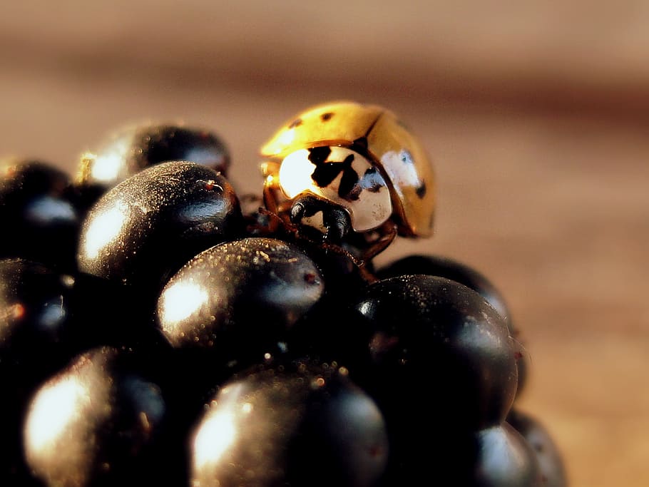 ladybug, insect, ladybird, blackberry, nature, bug, beetle, fauna, close-up, selective focus
