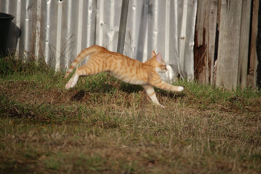 berlari, oranye, kucing, kucing merah tenggiri, kucing merah, kucing muda, tenggiri, mamalia, tema hewan, hewan