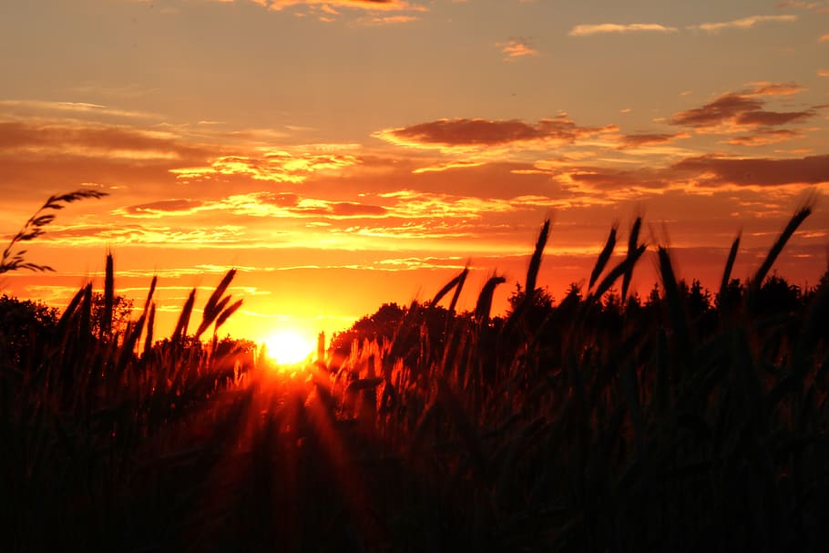 sunset, field, agriculture, cereals, summer, landscape, nature, grain, harvest, cornfield