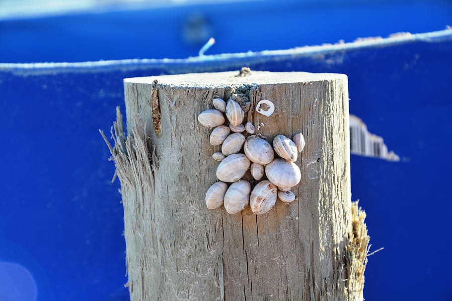 mussels, snails, blue, coast, holiday, close, wood - Material, nature, day, close-up