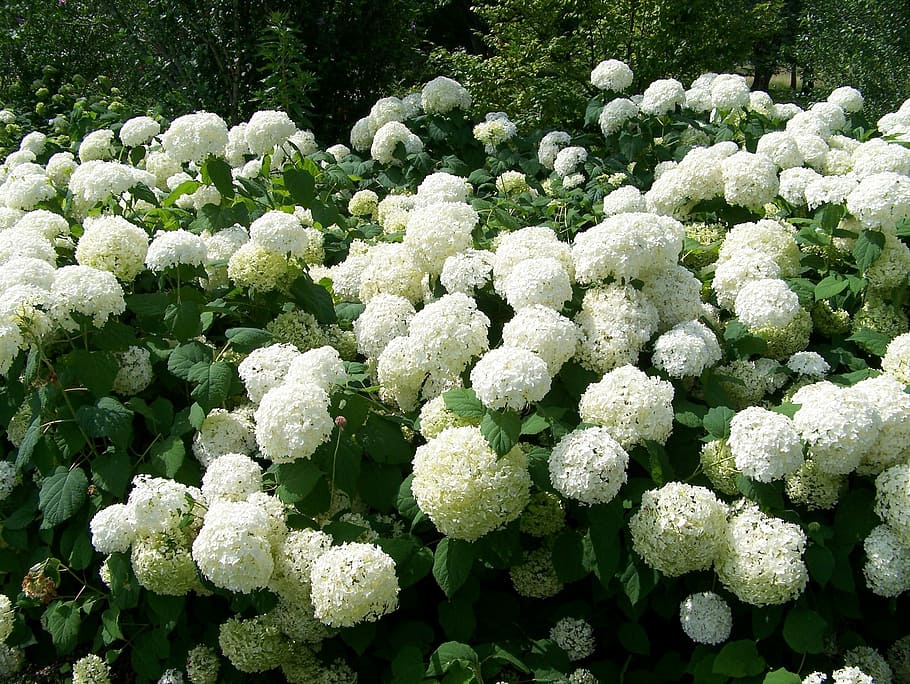 Snowball, Bush, Bloom, Flowers, bushes, summer, vegetable, cauliflower, freshness, green color