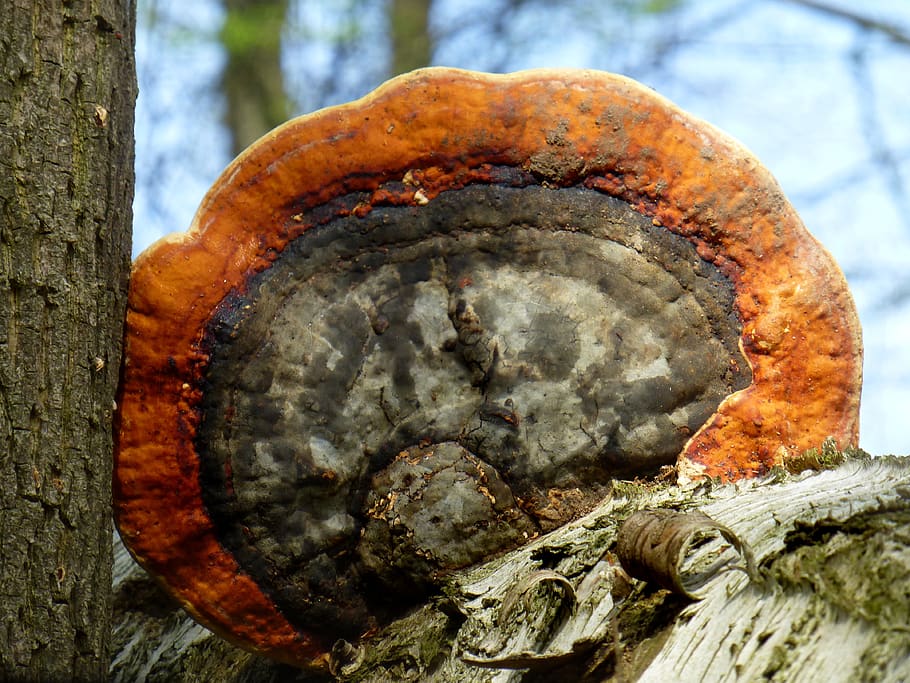 esponja de árbol rojo