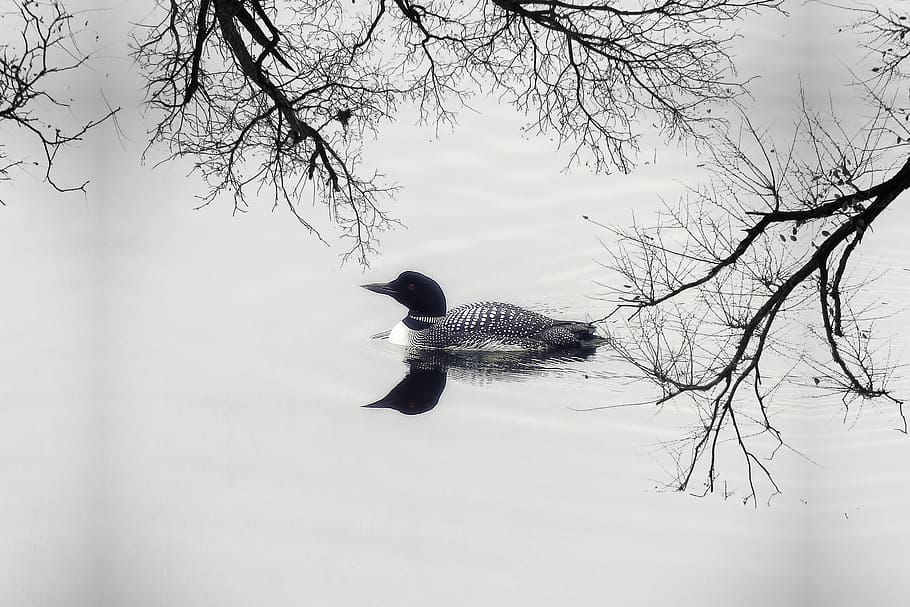 grayscale photography, duck, body, water, loon, goose, water bird, feathered, lake, canim lake