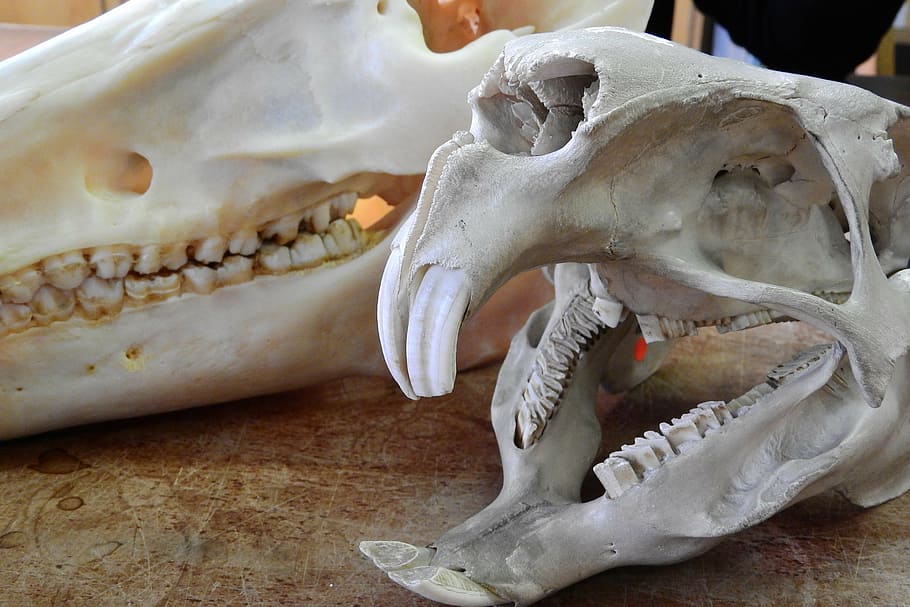 skull, skeleton, teeth, anatomy, jaw, animal Teeth, animal Skull, animal, animal Bone, dead Animal