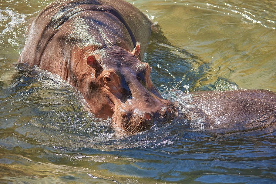 hipopótamo, río, agua, áfrica, botsuana, safari, naturaleza, mamífero, duro, pie